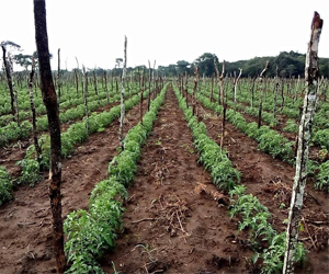 Modern Seed Procurement 